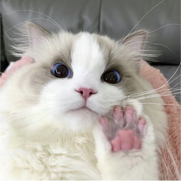 고양이 미모 레전드