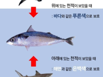 등푸른 생선의 등이 푸른 이유