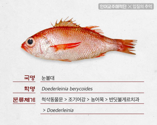 구이로는 최고의 맛이라는 생선