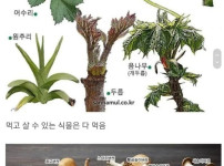 한국인의 식성