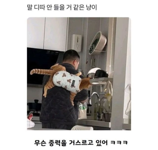 말 안들을 것 같은 고양이
