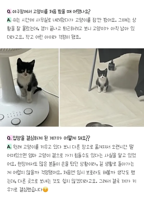 문학야구장 난입한 아기 고양이 근황