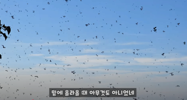 혐짤) 인천 러브버그 근황