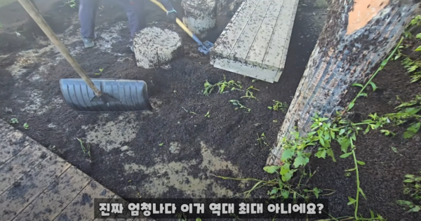 혐짤) 인천 러브버그 근황