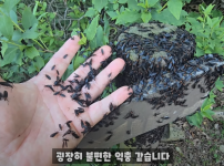 혐짤) 인천 러브버그 근황