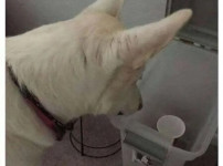 엄마가 개사료 사오라고 보낸 사진