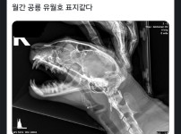 고양이 엑스레이 사진