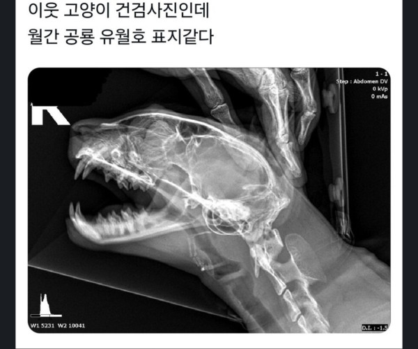 고양이 엑스레이 사진