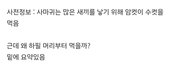 암컷사마귀가 교배할때 수컷사마귀 머리부터 먹는 이유