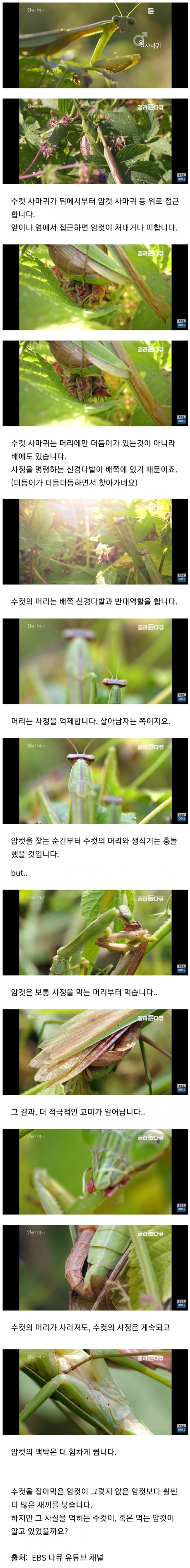 암컷사마귀가 교배할때 수컷사마귀 머리부터 먹는 이유
