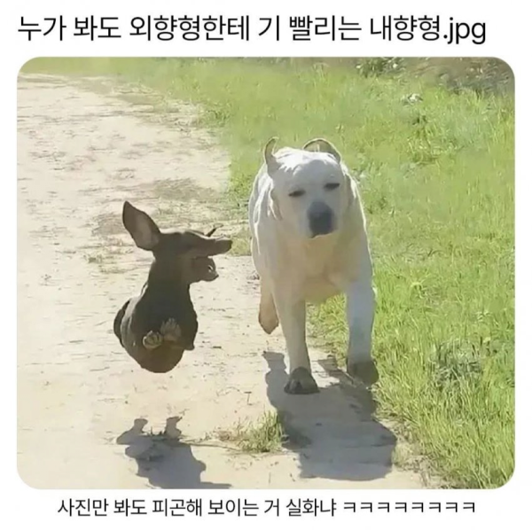 외향형에 기빨리는 내향형