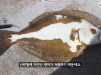 횟집에서 광어로는 사기 안치는이유