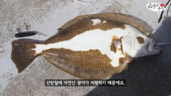 횟집에서 광어로는 사기 안치는이유