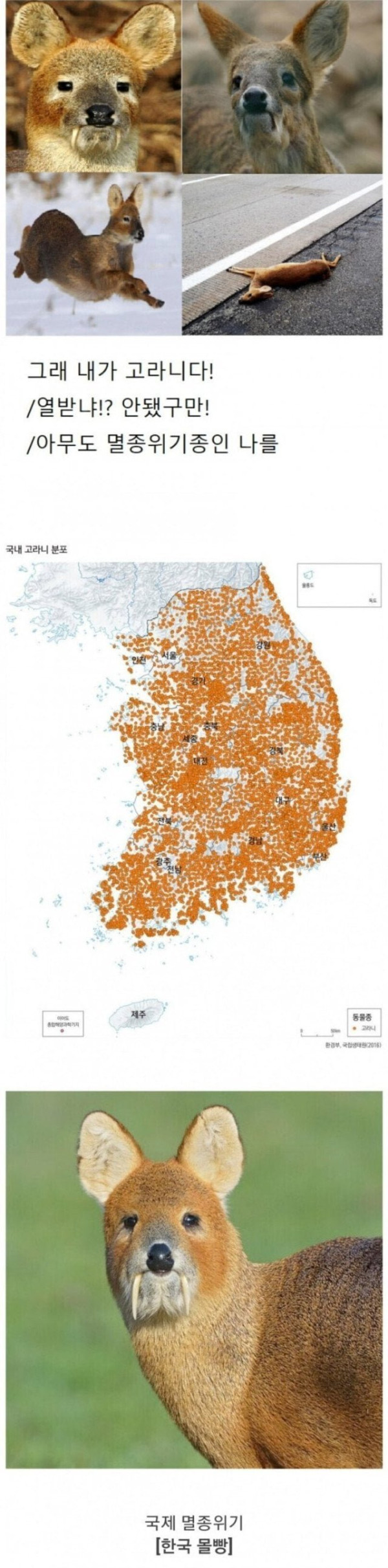 멸종위기종을 보호하지 않는 나라