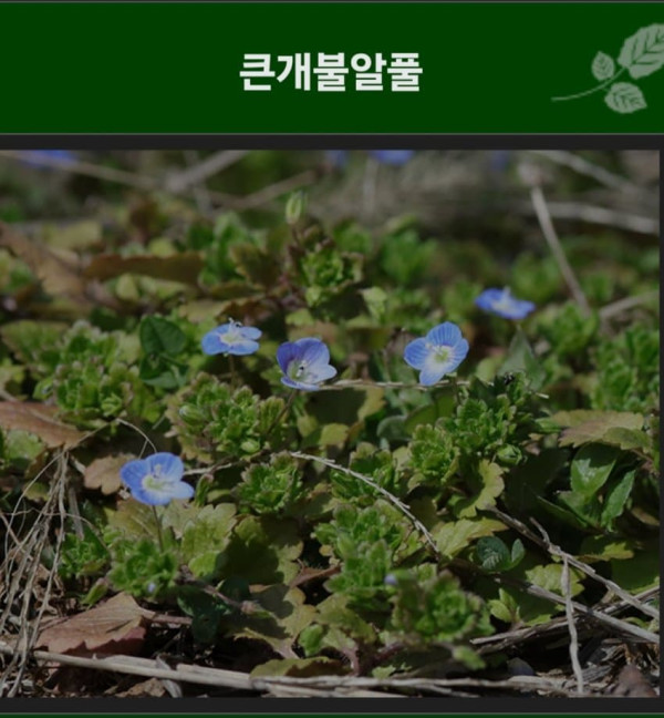 우리나라 식물들 중 천박한 이름이 많은 이유