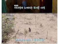 1박 백만원, 세렝게티 럭셔리 숙소. *사자 주의