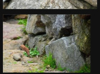 8년만에 지리산에서 발견된 희귀동물