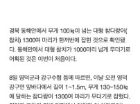 참다랑어 1000마리 폐기 ㄷㄷ