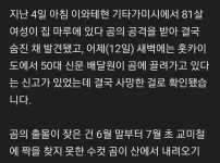 일본 곰 습격에 새벽 배달원 사망