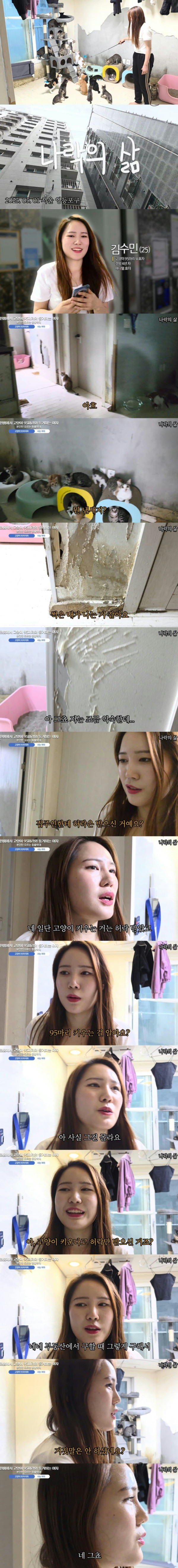 고양이 95마리 키우는 캣맘