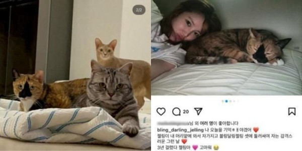 K팝 스타들이 반려동물에게 지어준 귀여운 이름들