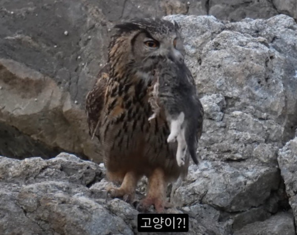 ㅋㅋㅋ캣맘들 오열하는 짤
