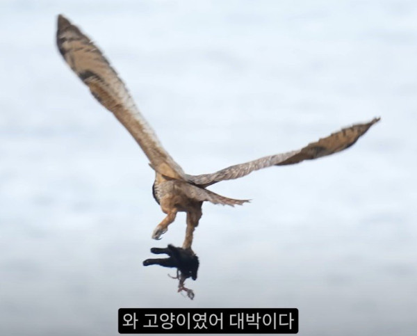 ㅋㅋㅋ캣맘들 오열하는 짤