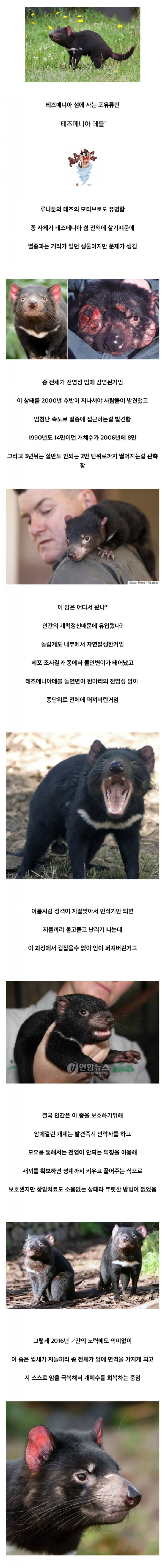 오들오들 멸종 직전까지 몰린 종 하나가 되살아난 방법.