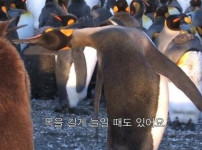 너무 극단적인 펭귄 목