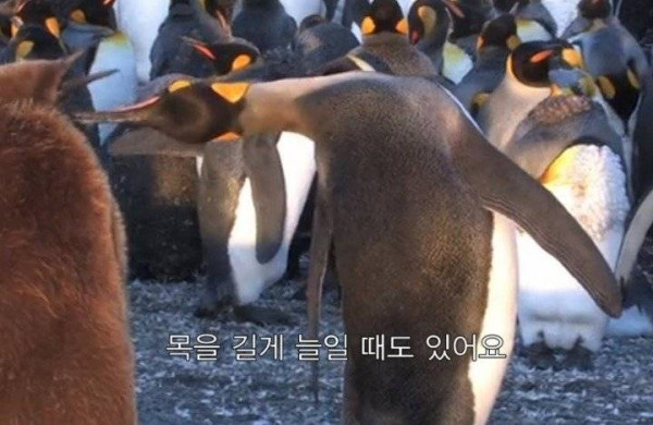 너무 극단적인 펭귄 목