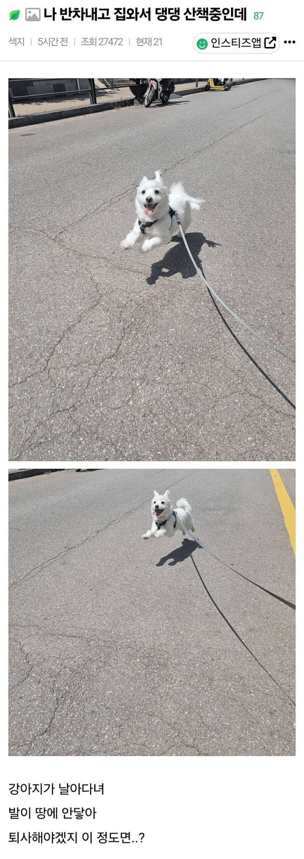 오랜만에 반차쓰고 강아지 산책 시켰는데 ㄷㄷㄷㄷ