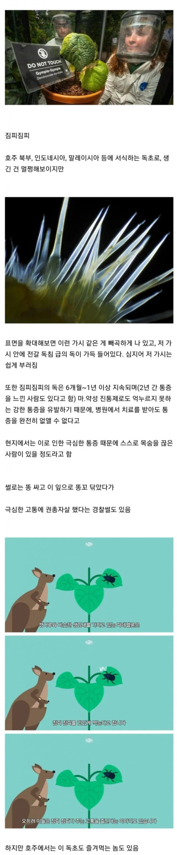 한번이라도 손대면 ㅈ되는 호주 식물
