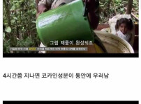 코카나무 잎으로 코카인 만드는 과정