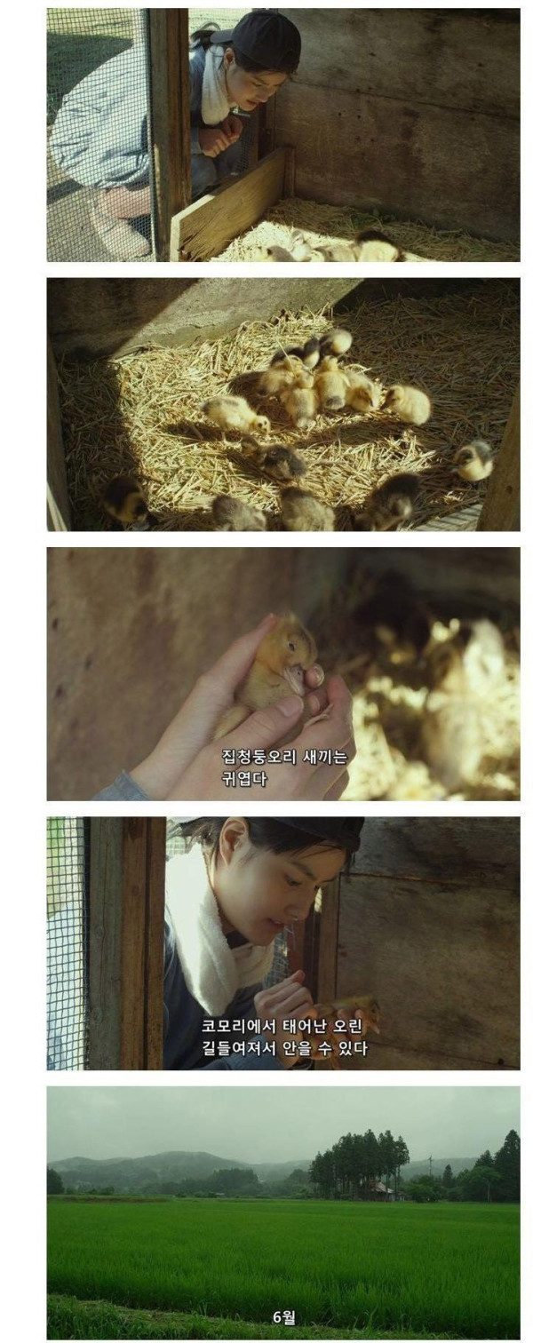 오리 농법으로 농사짓는 일본눈나