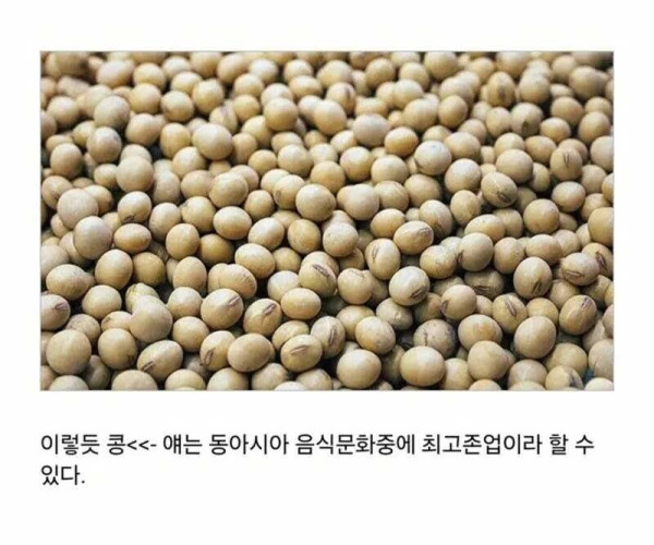 반박할 수 없는 동아시아 최고의 식재료