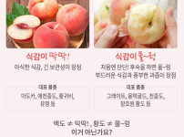 희대의 난제 복숭아대결 딱복vs물복