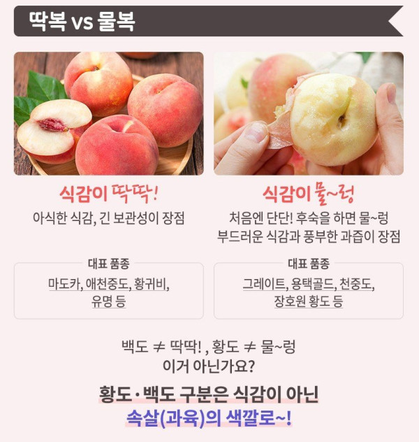 희대의 난제 복숭아대결 딱복vs물복