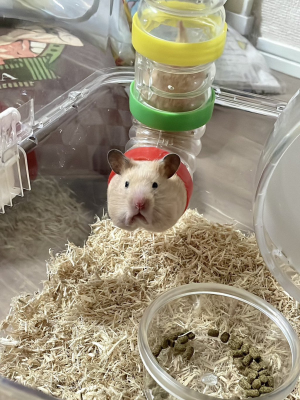 햄.. 나 꽉 꼈엉