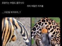 이게 맞나 싶은 호랑이랑 치타 구분법