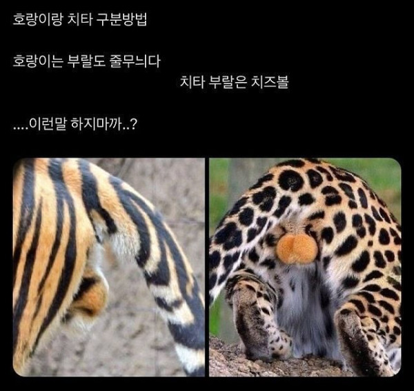 이게 맞나 싶은 호랑이랑 치타 구분법
