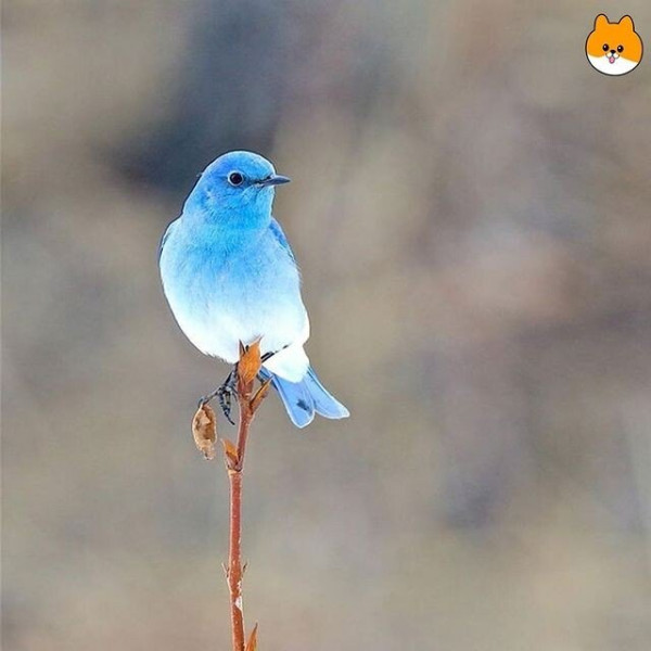 보면 소원을 이루어준다는 파랑새