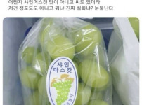 샤인마스캇 사기당했다