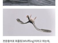 새들이 가끔 거꾸로 나는 이유