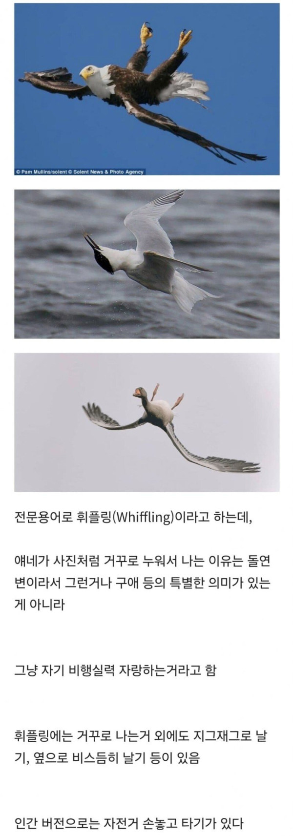 새들이 가끔 거꾸로 나는 이유
