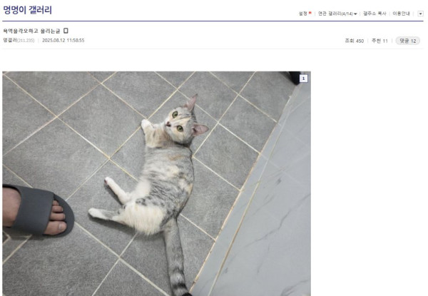 실시간 논란중인 멍갤러
