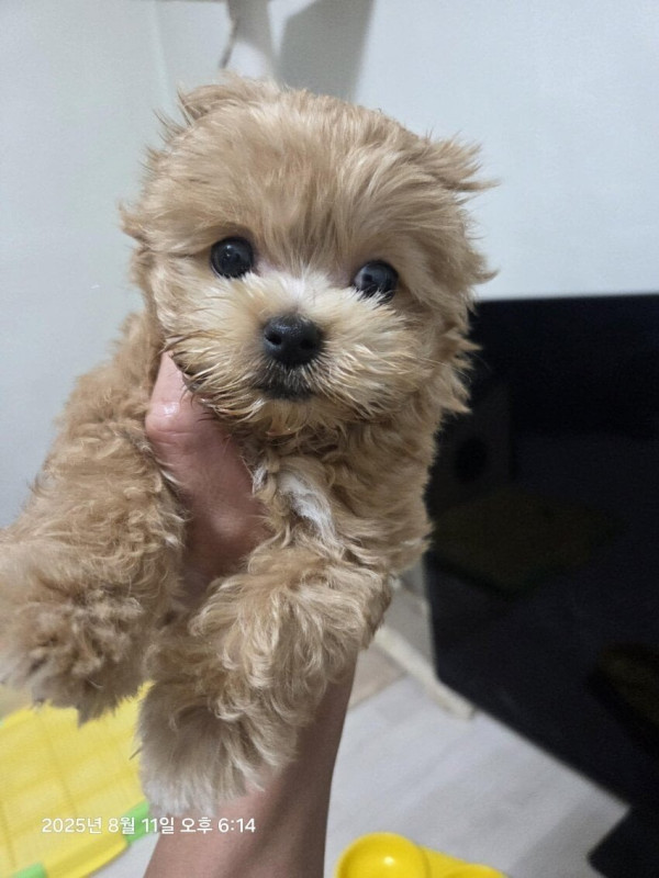 실시간 논란중인 멍갤러