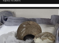 집에서 메추리를 키우는 여자