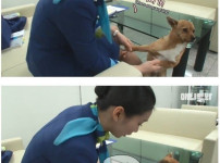 승무원 누나들의 품이 좋은 댕댕이