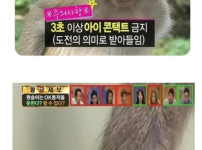 원숭이 쳐다보면 안되는 이유