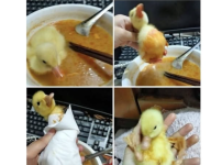 새끼오리키울때